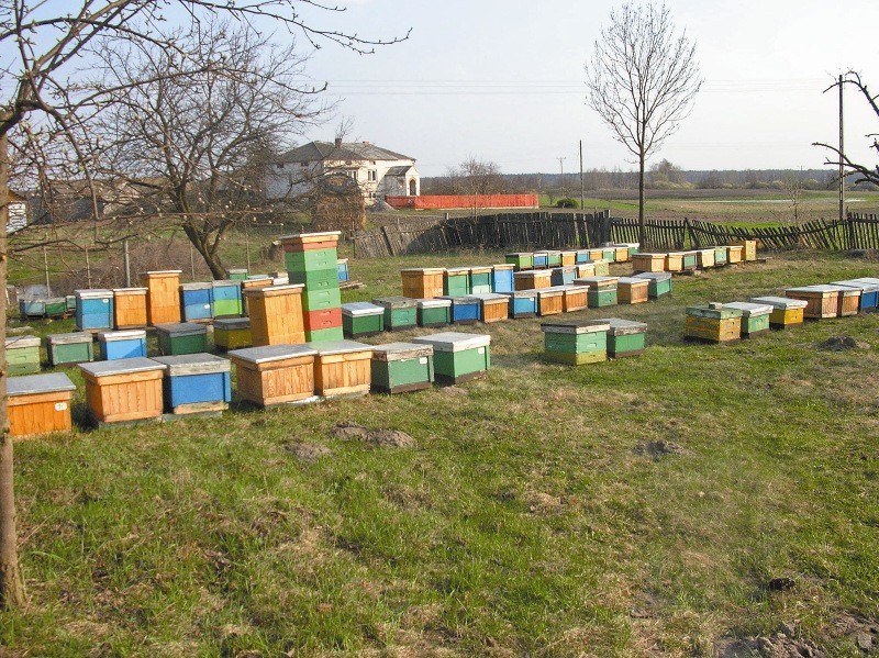 Pożytek pszczeli od wiosny do jesieni